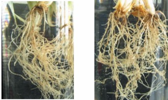 Healthy cereal roots (left) and nematodes infected wheat roots (right).